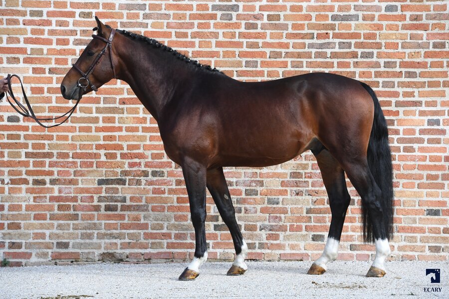 09/10/2020 ; Lamotte Beuvron ; Testage & Agrément PFS